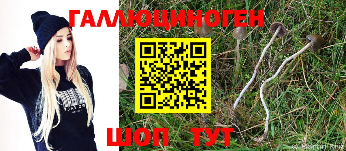 Псилоцибиновые грибы Psilocybine cubensis  Вход с VPN  Ипатово 
